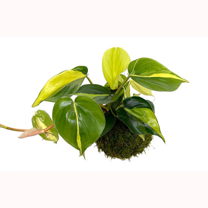 Kokedama Brasil 30cm_0