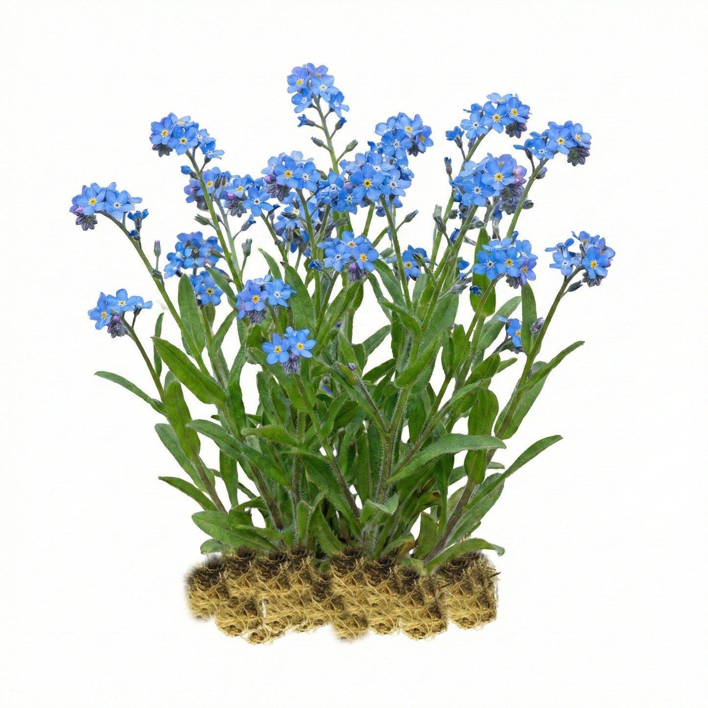 Nomeolvides Acuático - Myosotis Scorpioides - 15 Plantas_0