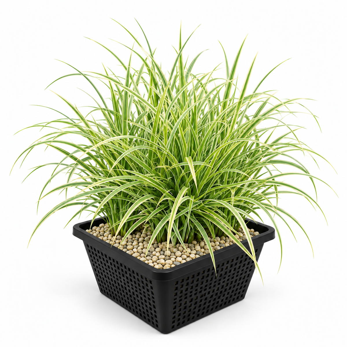 Cárex - Carex - Set De 4 Con Cesta_0