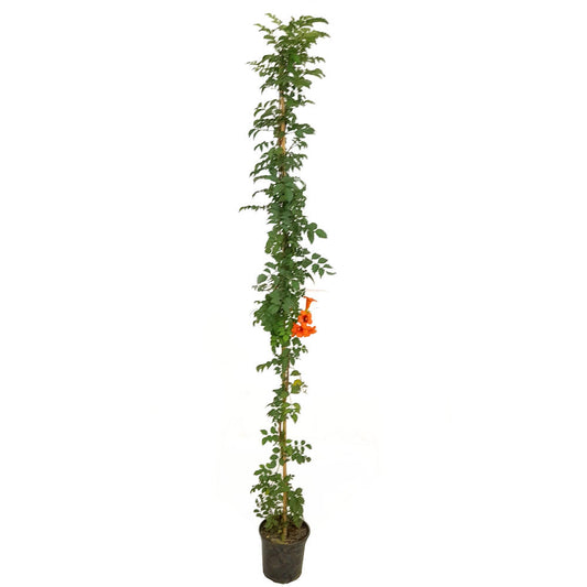 Tecomaria Capensis M20 180cm_0