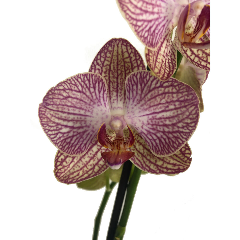 Orquidea Phalaenopsis Ravello 2/3 Tallos M12 70cm_1