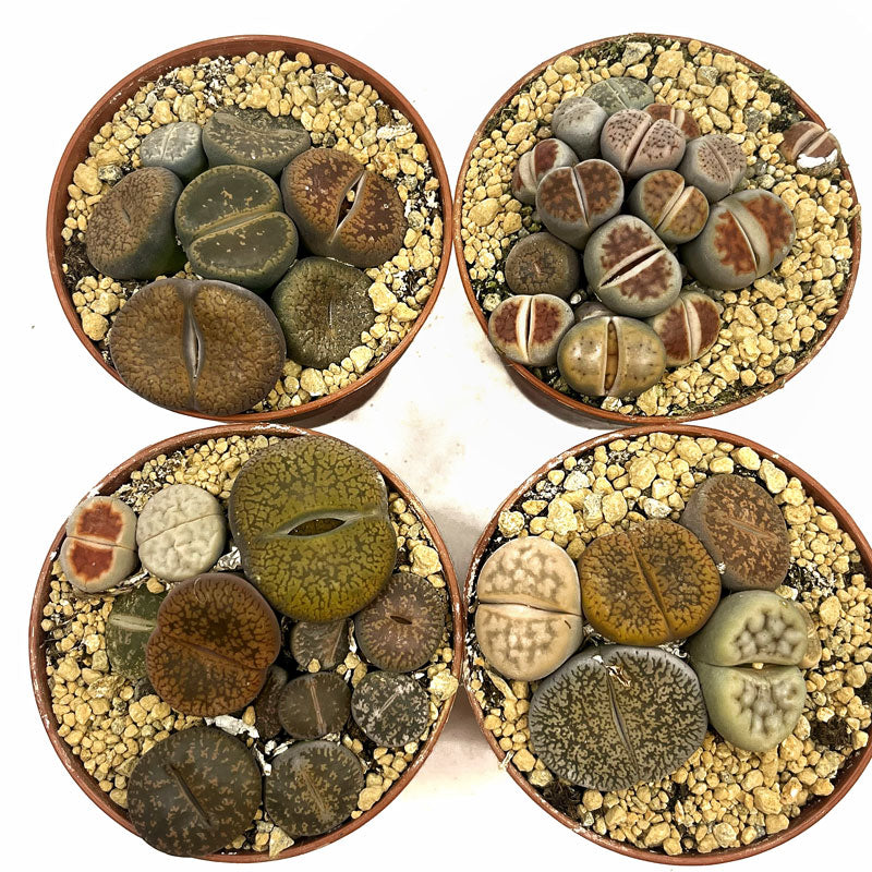 Lithops Cactus Y Suculentas M5,5 cm Ø_2