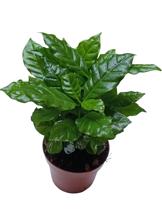 Planta De Cafe Arabica Para Interior Ø12 - 1 Unidad_0
