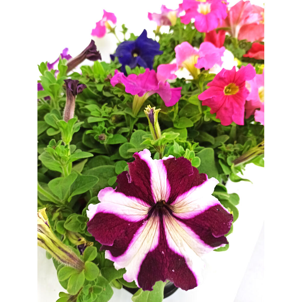 Pack 10 Petunias_4