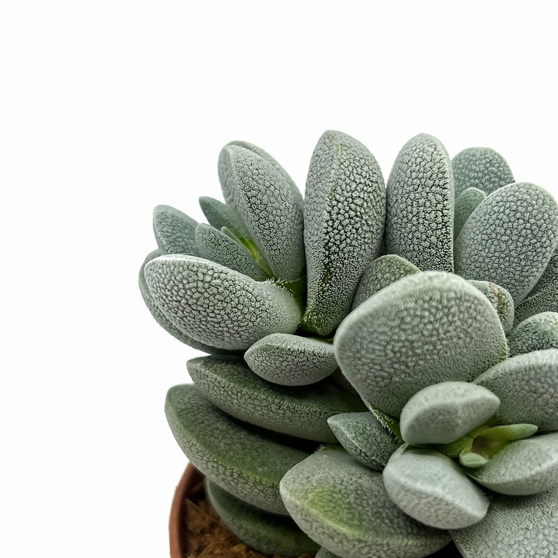 Crassula Tecta Cactus Y Suculentas M8,5 cm Ø_2