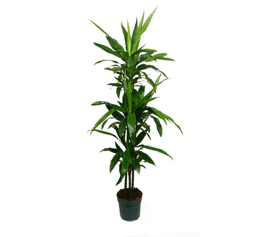 Dracena Janet Craig 3 Troncos 90-60-30 M22 120cm_0