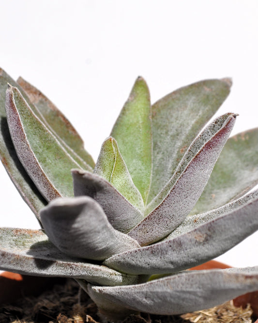 Crassula 'garnet Lotus'; Planta Suculenta, Planta De Colección; Curiosarium; Diámetro Maceta 10,5 Cm_0