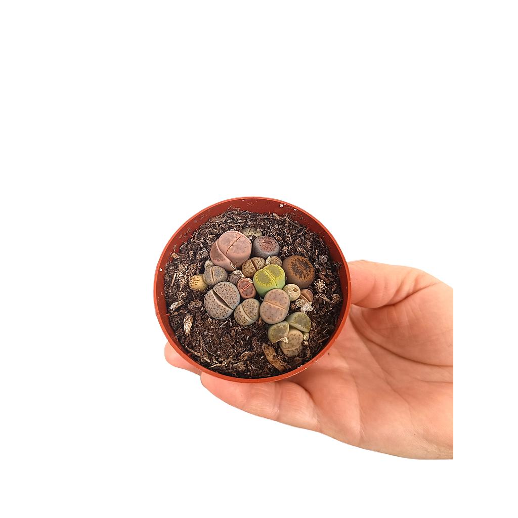 Lithops M6 (unidad)_0