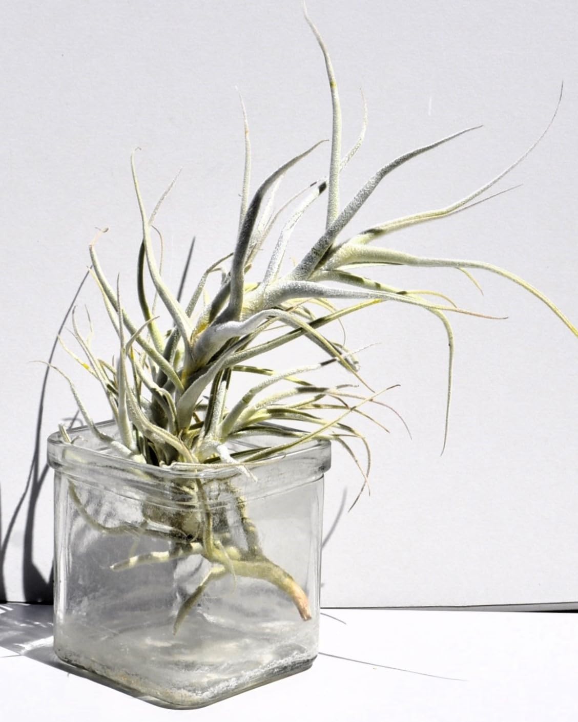 Tillandsia paleacea; planta del aire plateada; Curiosarium; altura 25 cm, diámetro 15-20 cm_3