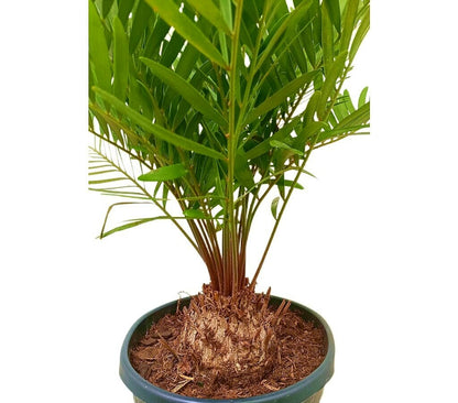 Zamia Floridiana M22 50 - 60cm_1