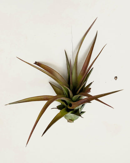 Tillandsia brachycaulos var. brachycaulos; planta del aire, verde/rojo; Curiosarium; altura 10-15 cm, diámetro 10-20 cm_5