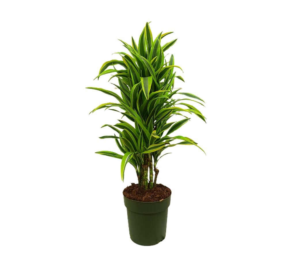 Dracena Lemon Line M27 80-100cm_0