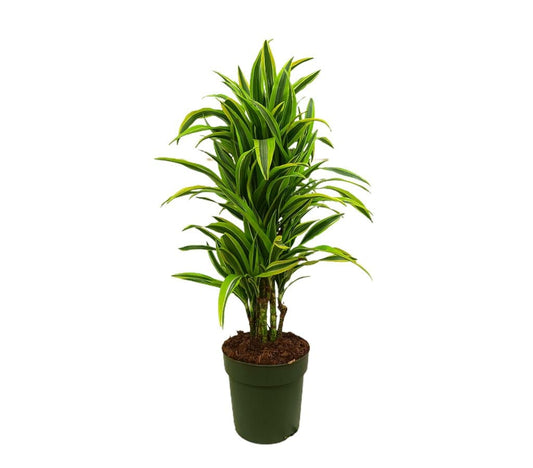 Dracena Lemon Line M27 80-100cm_0