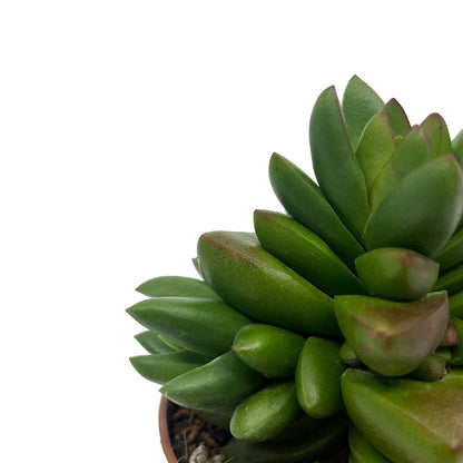 Crassula Ben Cactus Y Suculentas M8,5 cm Ø_2