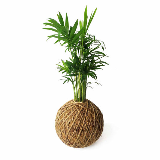 Palmera De Salón En Kokedama_0