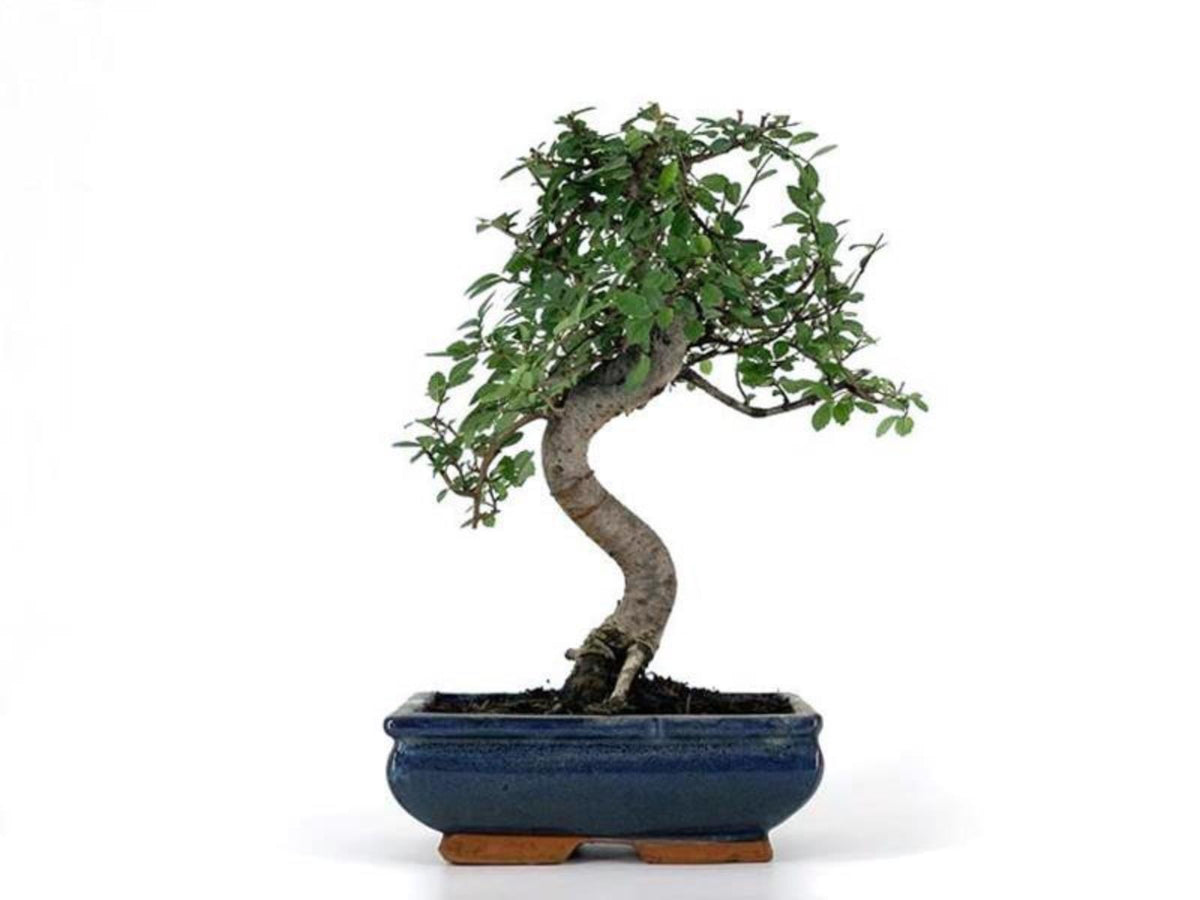 Bonsái Zelkova - Olmo Chino - 8 Años_0