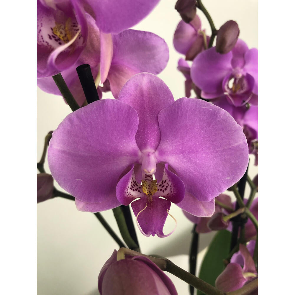 Orquidea Phalaenopsis Blaning-ton 2/3 Tallos M12 70cm_2