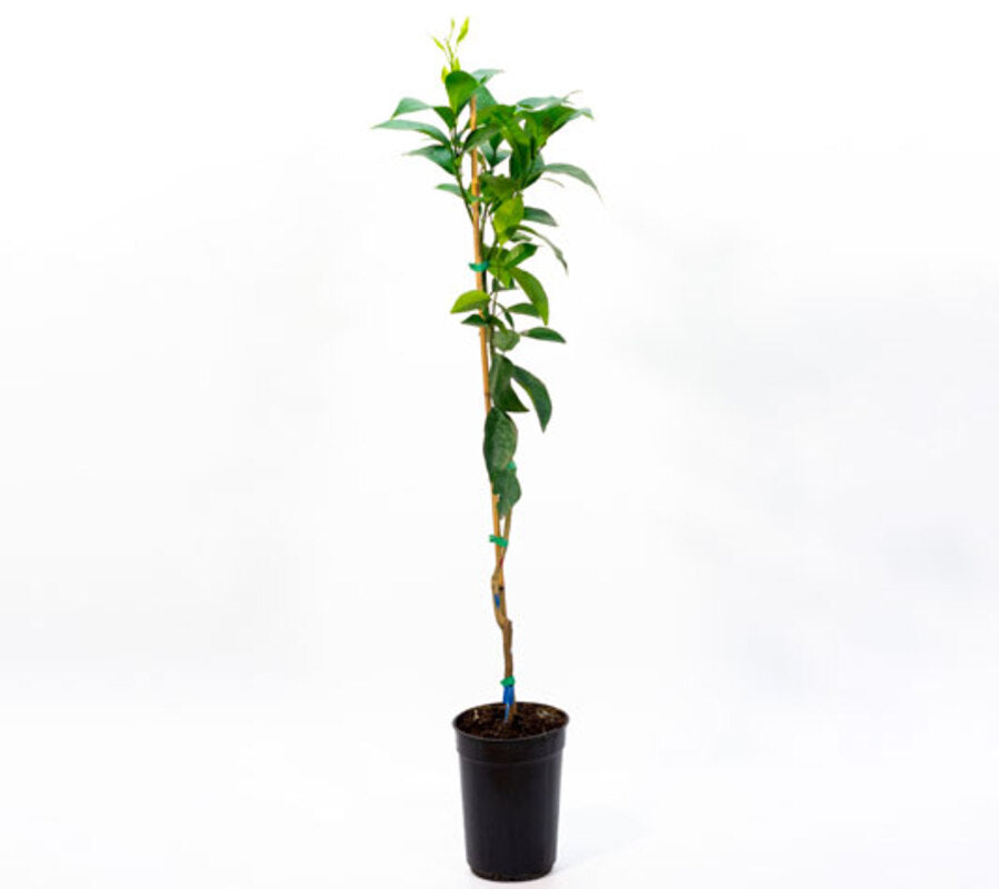 Naranjo - Variedad Navelina - Plantón De 1 Metro De Altura - Planta Viva_1