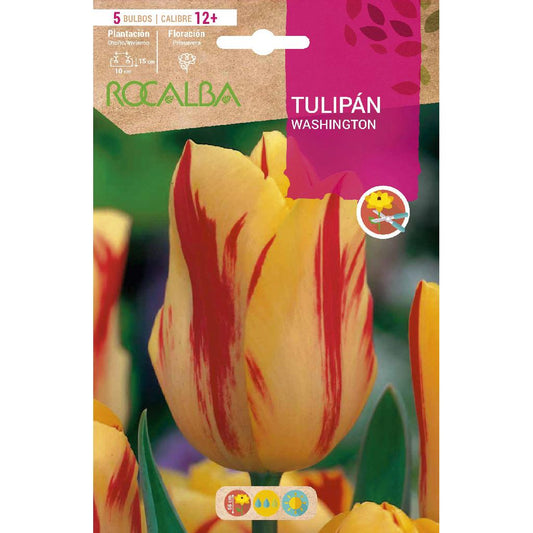 Bulbo Tulipán Washington amarillo rojo 5 uds Rocalba