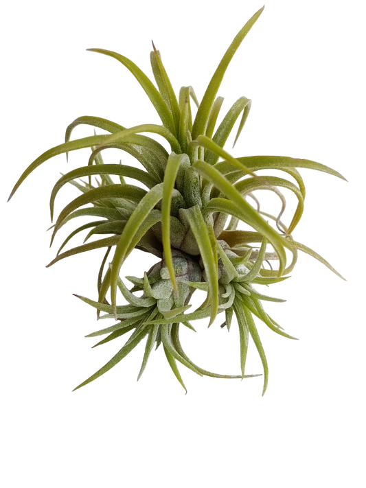 Tillandsia Ionantha Curly Planta Natural Clavel Del Aire 5-7 Cms_0