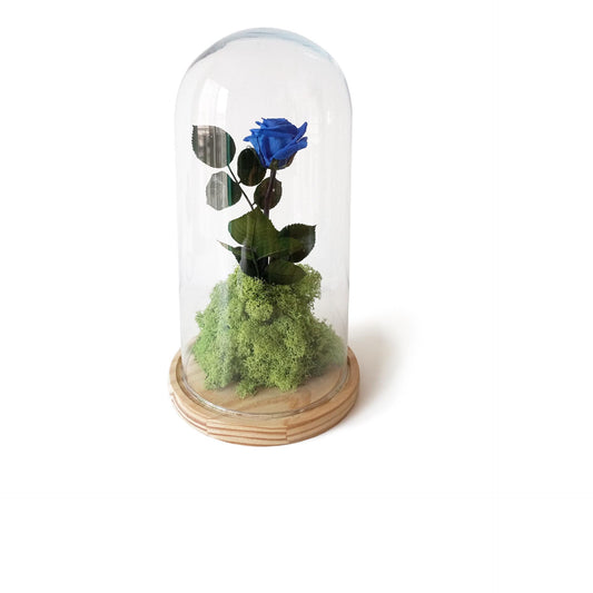 Rosa Eterna – B&b Azul_0