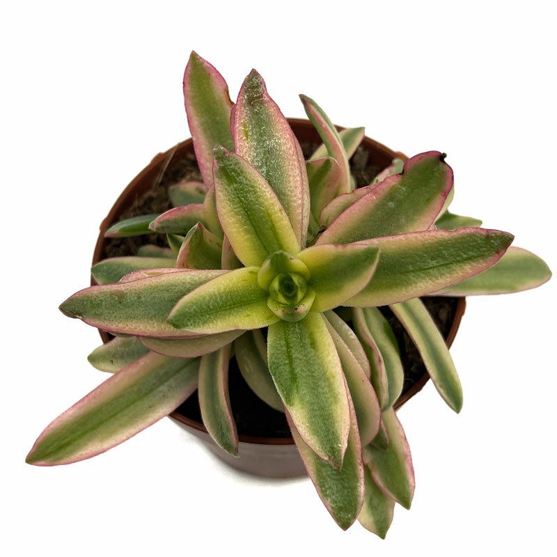 Crassula Capitella 'campfire' Variegata Cactus Y Suculentas M8,5 cm Ø_1