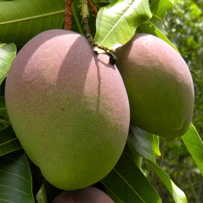 Mango Árbol - Maceta Tubo - Altura Total Aprox. 120/140cm._0
