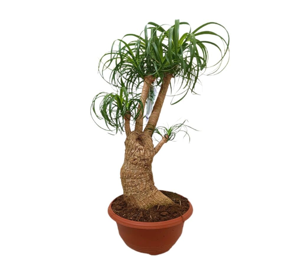 Beaucarnea Ramificada M24 60-80cm_0