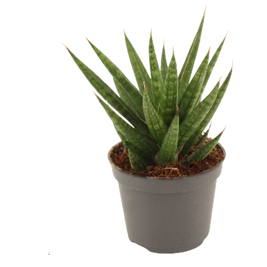 Sansevieria Francisii Planta Suculenta De Interior Purificadora Ø6_0