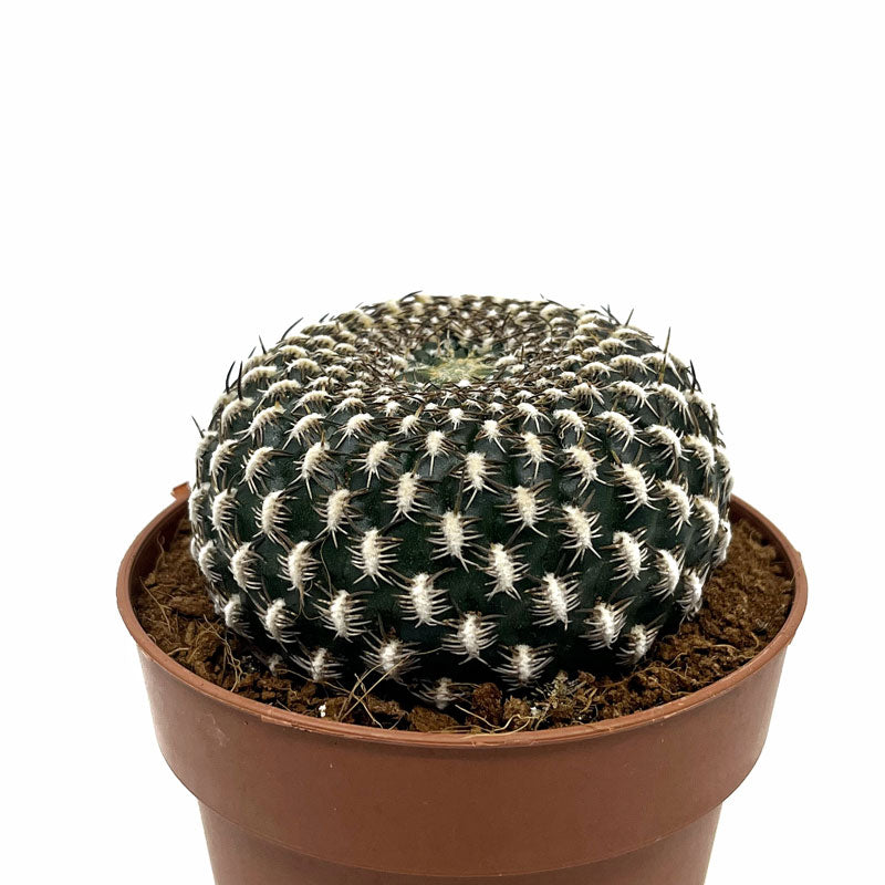 Sulcorebutia Arenacea Cactus Y Suculentas M8,5 cm Ø_0