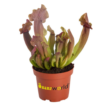 Plantas Carnívoras - 5 Unidades - Resistentes Y Biológicas_5
