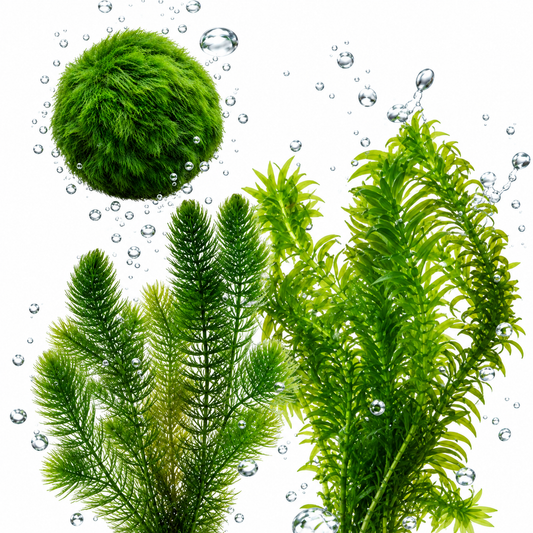 Set Plantas Oxigenadoras Estanque 100-1.000 L - Contra Algas Y Agua Verde_0