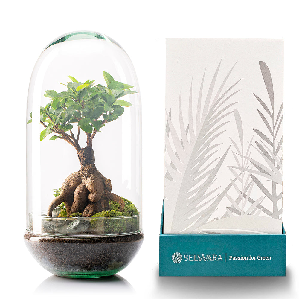 Terrario Madagascar Rain 19x36 Cm_4