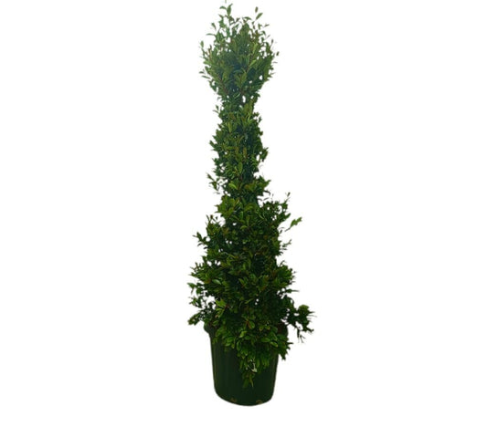 Eugenia Myrtifolia M35 140-160cm_0