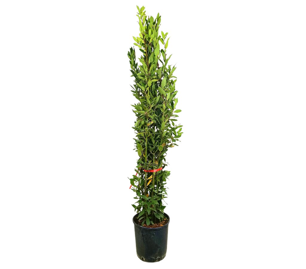 Laurus Nobilis M30 70-80cm (laurel)_0