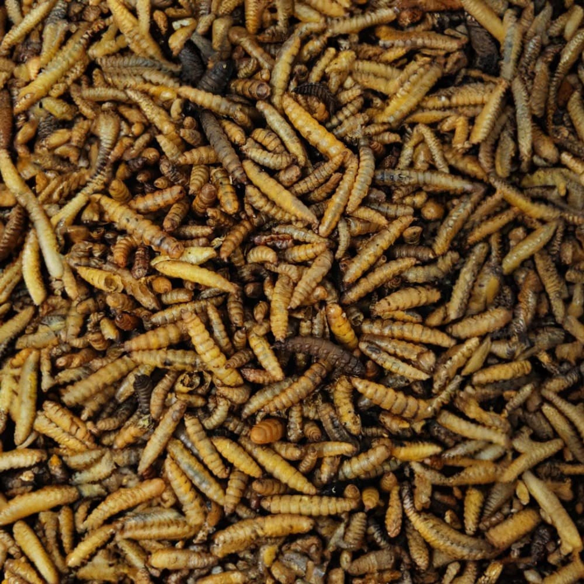 Larvas De Mosca Soldado 5kg, Hermetia Illucens Entera Y Seca, Alimento Para Aves Insectívoras_1