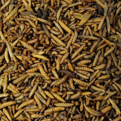Larvas De Mosca Soldado 5kg, Hermetia Illucens Entera Y Seca, Alimento Para Aves Insectívoras_1