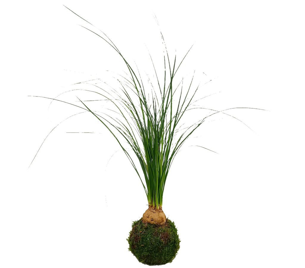 Kokedama Beaucarnea Bulbo_1