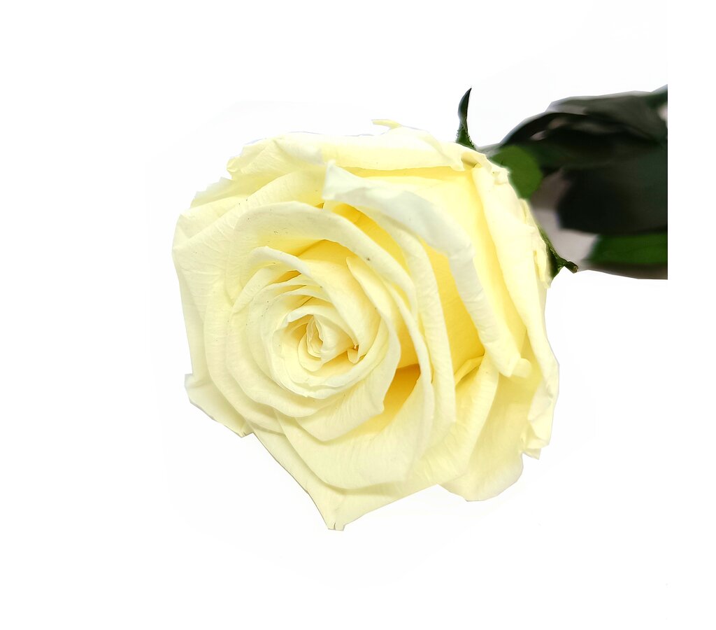 Mundo Eterno Rosa Preservada Crema (champagne) 35cm_0