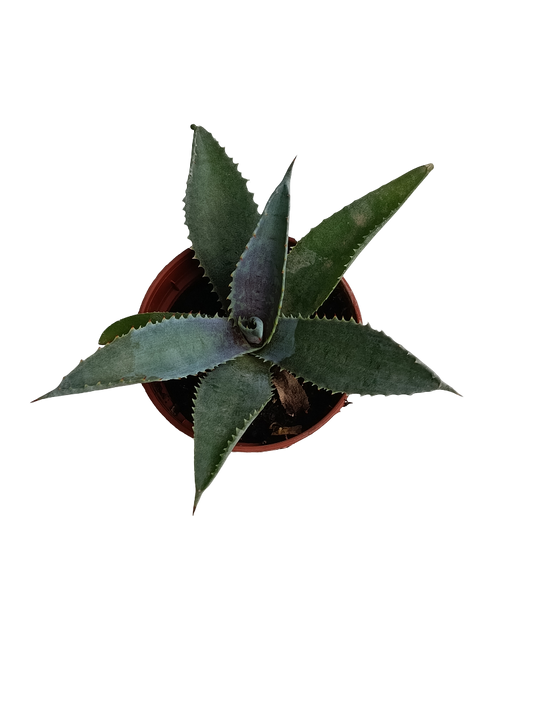 Mangave Silver Fox Planta Suculenta Ø5_0
