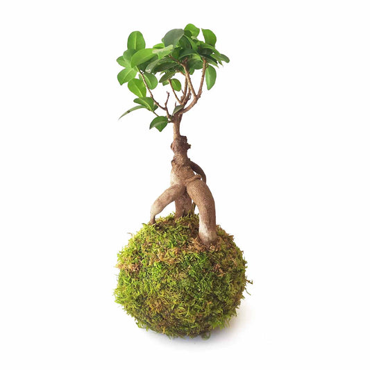 Ficus Ginseng En Kokedama_0