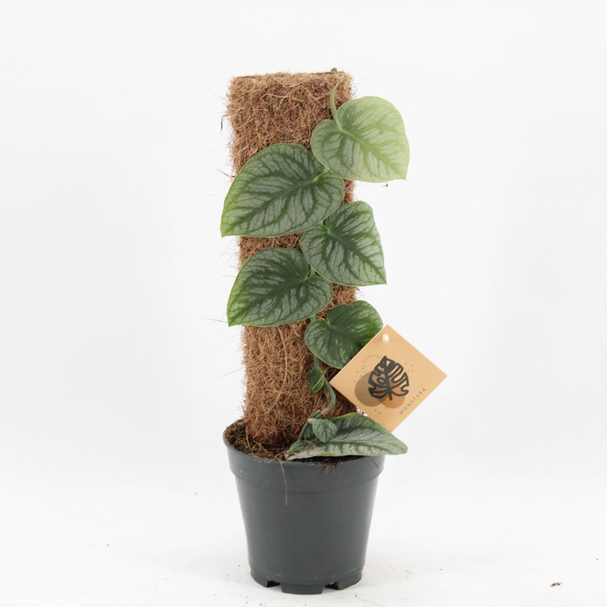 Planta Natural Monstera Dubia 1 Ud Ø 14 Alt. 41 - 51_0