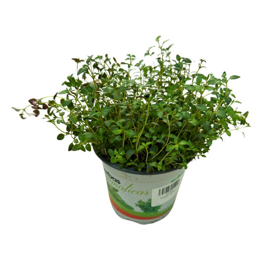 Tomillo Planta Aromática Y Medicinal (thymus Vulgaris) Maceta 17cm_0