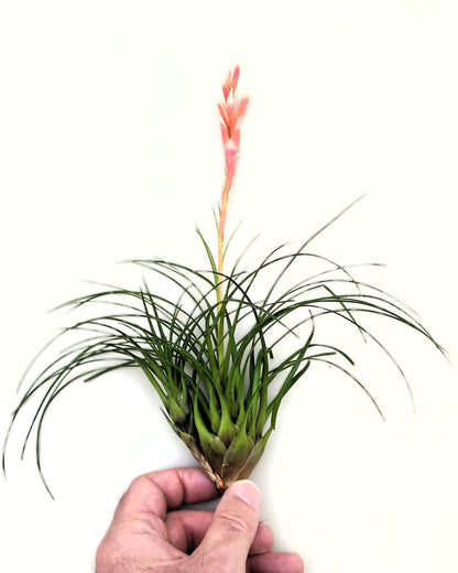 Vriesea correia-araujoi; Bromelía de floración llamativa; Curiosarium; Altura 20 cm, Diámetro 25 cm_2